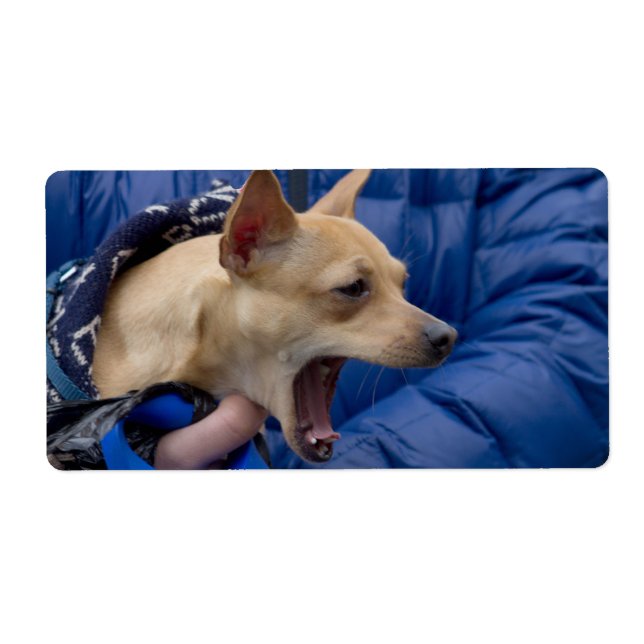 Screaming Chihuahua (Front)