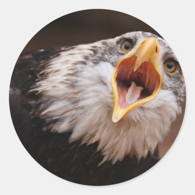 Screaming Eagle Sticker (Front)