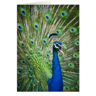 Screaming peacock