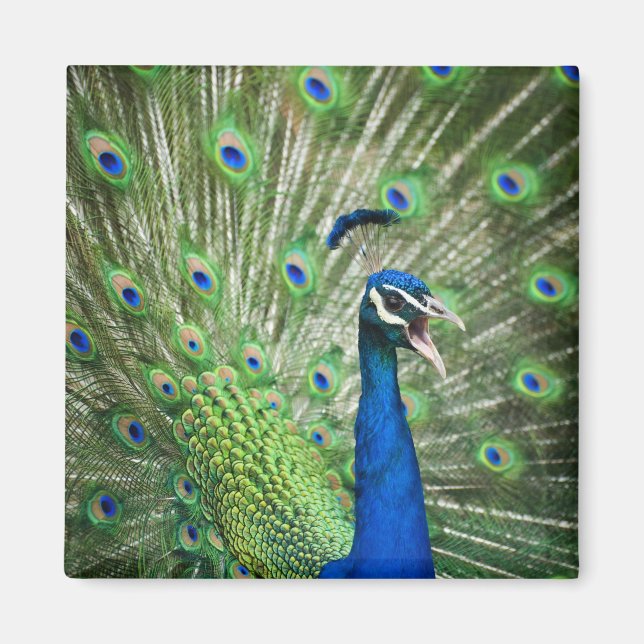 Screaming peacock magnet (Front)