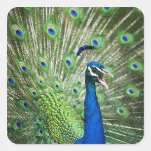Screaming peacock square sticker