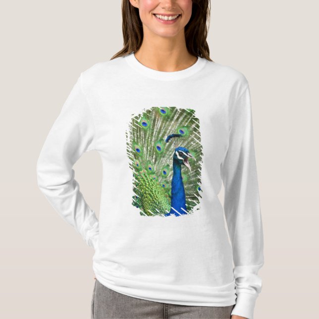 Screaming peacock T-Shirt (Front)