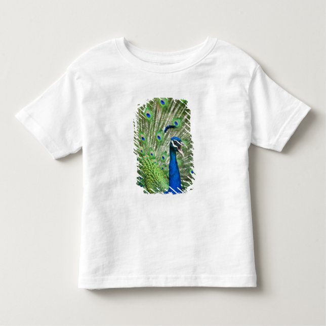 Screaming peacock toddler T-Shirt (Front)