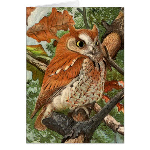 Screech Owl (brown phase)