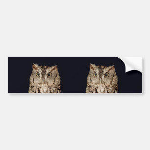 Screech Owl Bumper Sticker