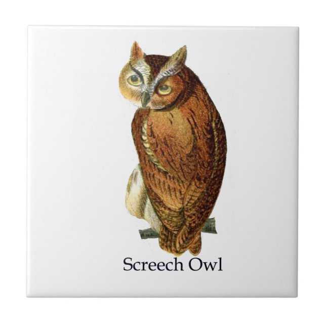 Screech Owl Ceramic Tile (Front)