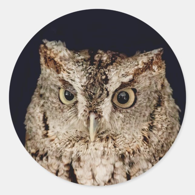 Screech Owl Classic Round Sticker (Front)