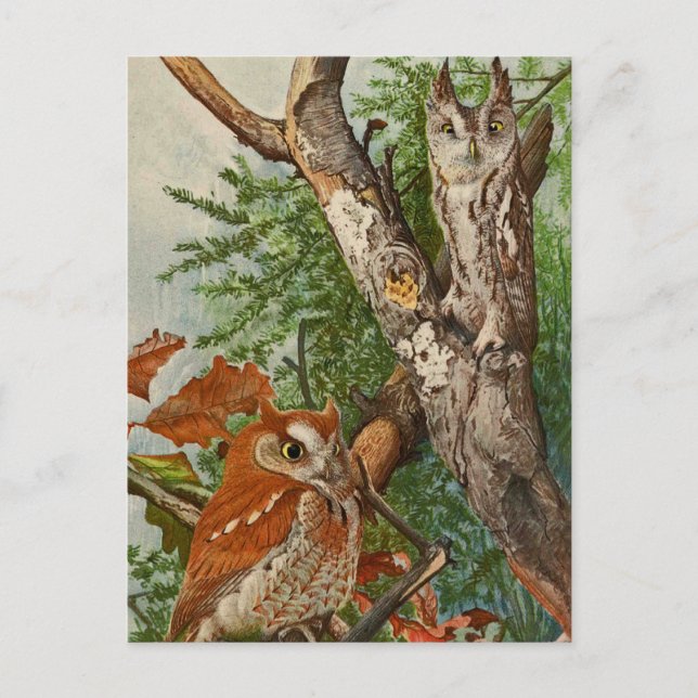 Screech Owl (colour phases) Postcard (Front)