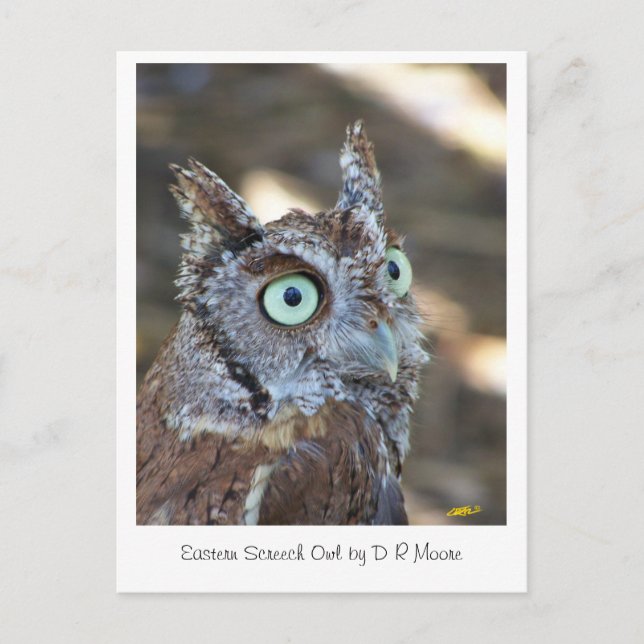 Screech Owl II Postcard (Front)