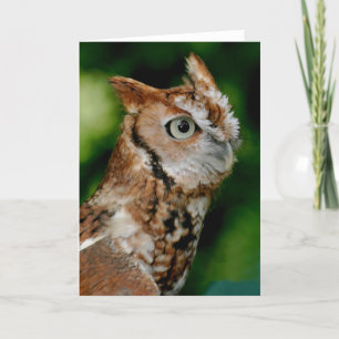 Screech Owl Notecard