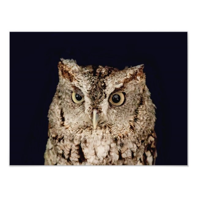 Screech Owl Photo Print (Front)
