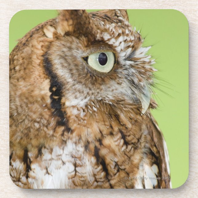 Screech owl portrait coaster (Front)