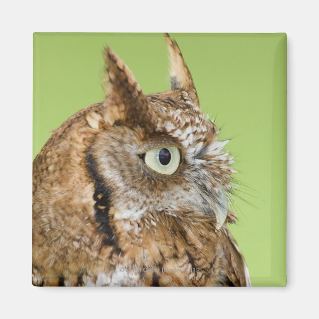 Screech owl portrait magnet (Front)