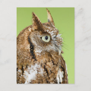 Screech owl portrait postcard