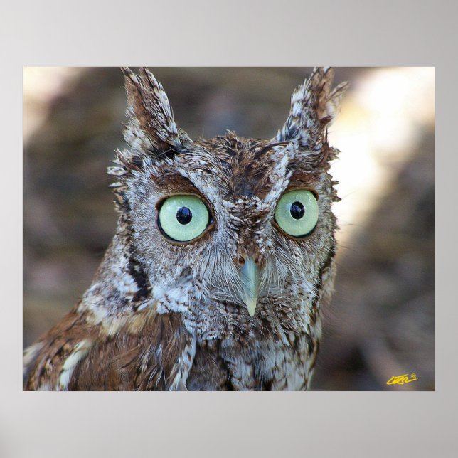 Screech Owl Poster (Front)