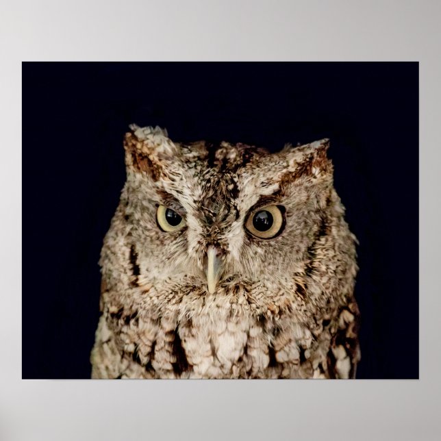 Screech Owl Poster (Front)