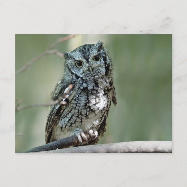 Screech Owl Tree Branch Photo Postcard (Front)