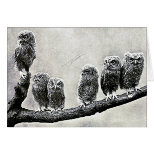 Screech Owls Card