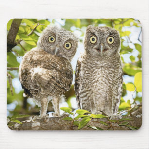 Screech Owls Chicks 2 Mouse Pad