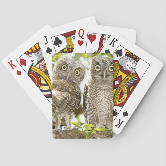 Screech Owls Chicks 2 Playing Cards (Back)