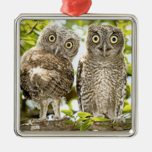 Screech Owls Chicks Metal Ornament