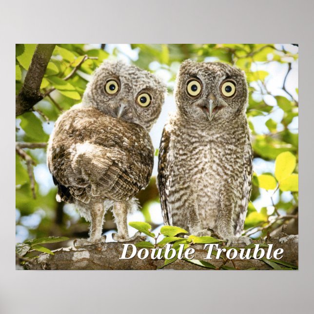 Screech Owls Chicks Poster (Front)