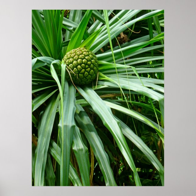 Screw-pine or Hala fruit Poster (Front)