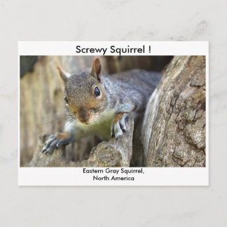 Screwy Squirrel! Postcard