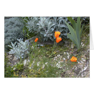 Scripture Card: CA Poppies