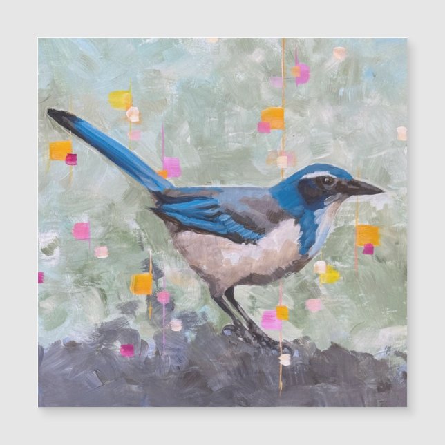 Scrub Jay (Front)