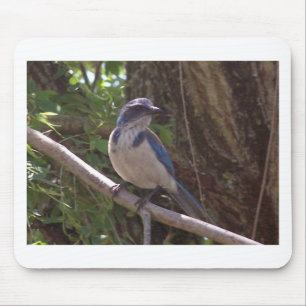 Scrub Jay Mouse Pad