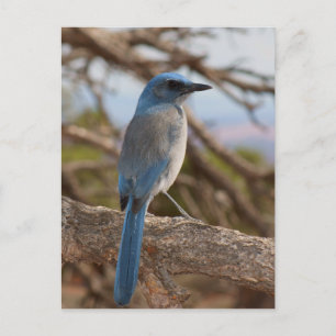 Scrub Jay Postcard
