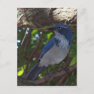 Scrub Jay Postcard