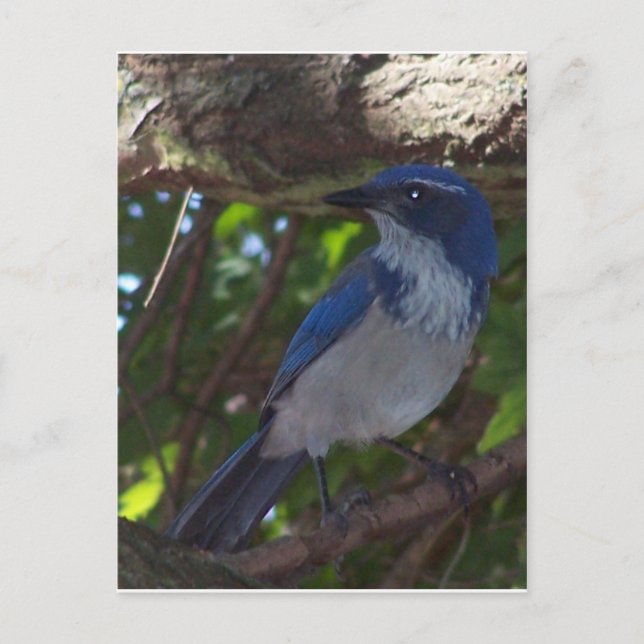 Scrub Jay Postcard (Front)