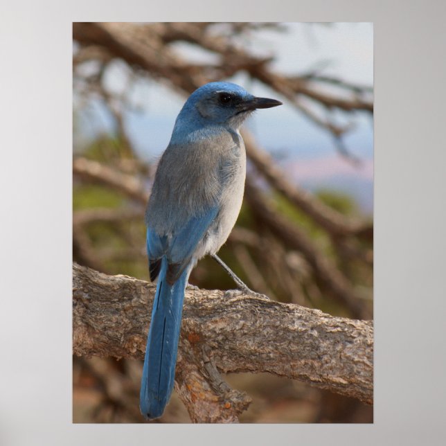 Scrub Jay Poster (Front)