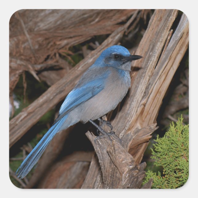 Scrub Jay Square Sticker (Front)