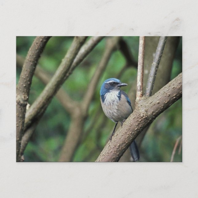 Scrub Jay, Western Postcard (Front)