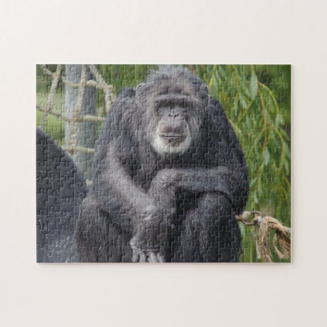 Scruffy Chimpanzee puzzle (Horizontal)