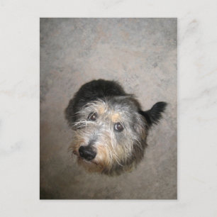 Scruffy cute dog postcard