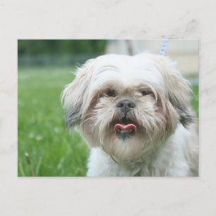 Scruffy dog postcard