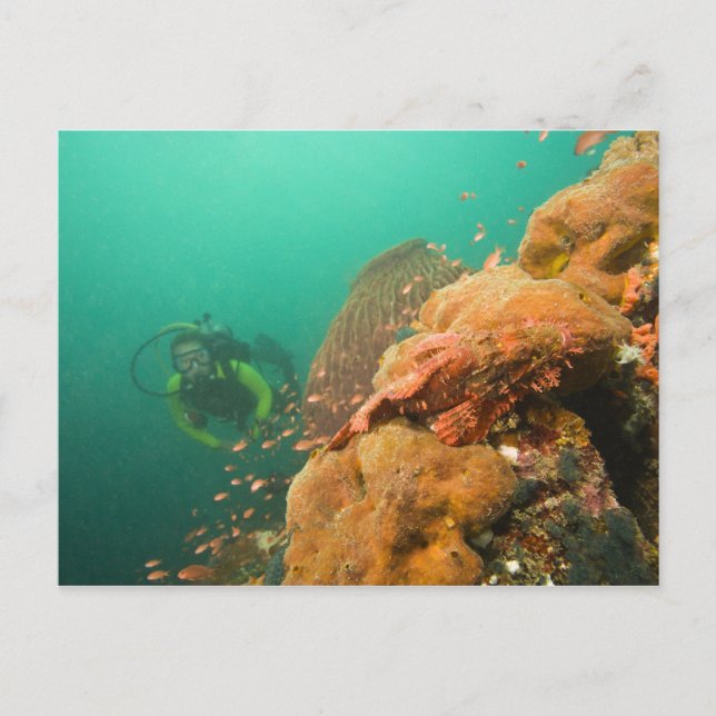 scuba diver & Scorpionfish Scorpanopsis Postcard (Front)