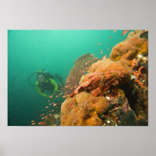 scuba diver & Scorpionfish Scorpanopsis Poster