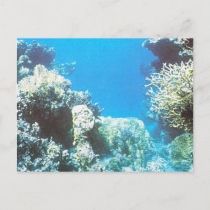 Scuba diving scenery in the Red Sea Postcard