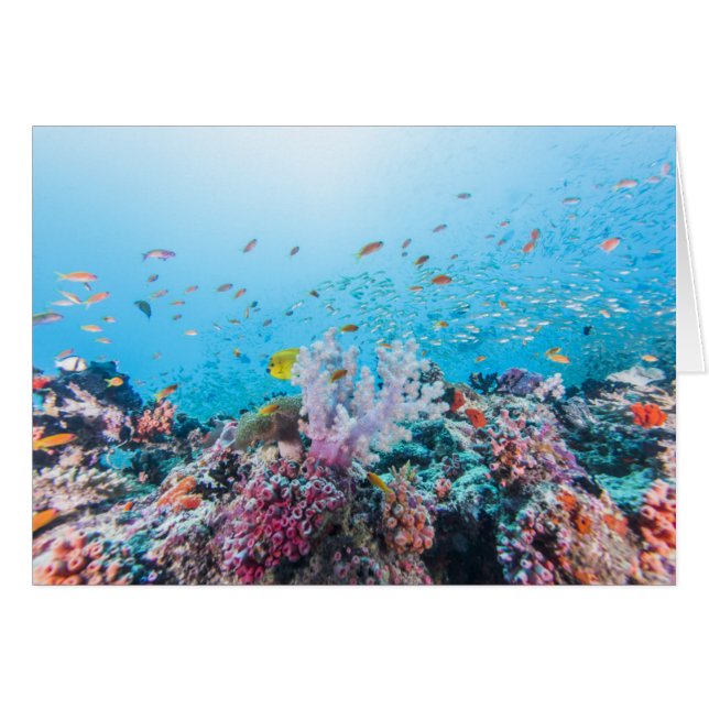 Scuba Diving With Colourful Reef And Coral (Front Horizontal)