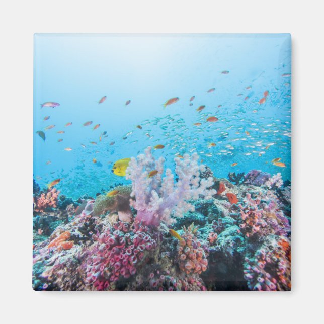 Scuba Diving With Colourful Reef And Coral Magnet (Front)