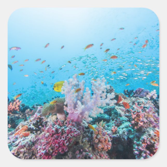 Scuba Diving With Colourful Reef And Coral Square Sticker (Front)