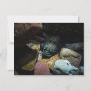 Sculpin on some rocks  postcard