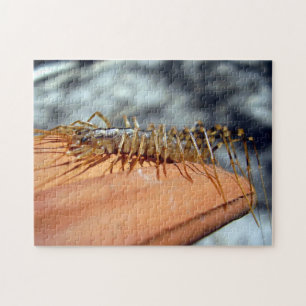 Scutigera Coleoptrata Photo Puzzle with Gift Box