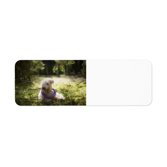 scwt laying in woods return address label (Front)