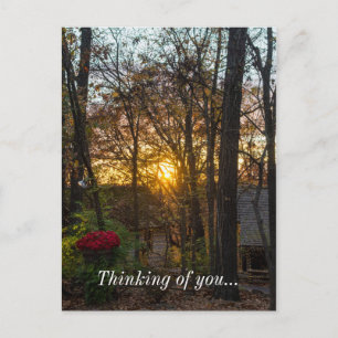Sdc Woods Sunset Thinking Of You Postcard